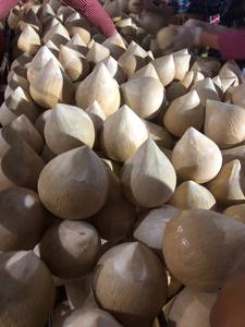 Coco joven fresco de Vietnam para refrescos de spa de lujo, menús de bebidas para retiros de bienestar con aroma y sabor tropical natural. - Product Image 5