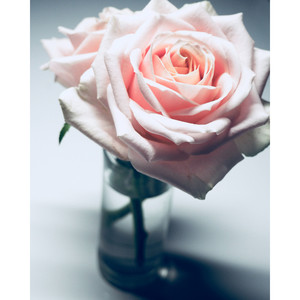 VCY0208 - Cylinder Glass Bud <b>Vase</b> - 2 x 8 - Product Image 2