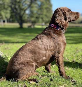 Divine International's Luxury Classic Polo <b>Leather</b> <b>Dog</b> <b>Collar</b> Handcrafted by Artisans Superior Quality and Customizable - Product Image 5