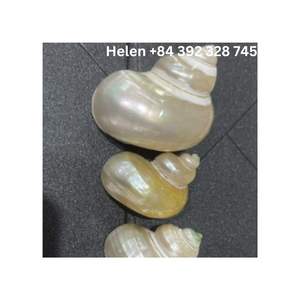 ห่วงใส่ผ้าเช็ดปากรูปเปลือกหอยที่สร้างสรรค์ทำจากเปลือกหอยเคลือบเงาธรรมชาติพร้อมด้วยการออกแบบหลากสีและสวยงามในชุดแหวน4วง - Product Image 3