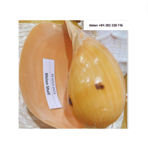 Grande coquille de melon noble - Coquille de melon vietnamienne de haute qualité au meilleur prix, grande taille, coquille de melon en spirale, bonne utilisation pour la décoration de la maison - Product Image 4