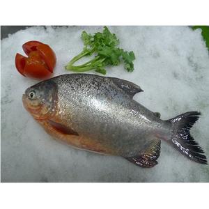 Mariscos Enteros LQF de Alta Calidad, 10 kg de Pescado Pomfret Rojo Congelado de Vietnam en Trozos, con 24 Meses de Duración - Product Image 1