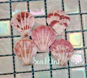 Conchas de vieiras naturales al por mayor: calidad superior, limpiadas y pulidas cuidadosamente para una decoración elegante del hogar y proyectos artesanales. - Product Image 6