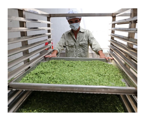 Hojas de Moringa secas puras 100% y de origen natural para la nutrición de extractos de Vietnam - Product Image 1