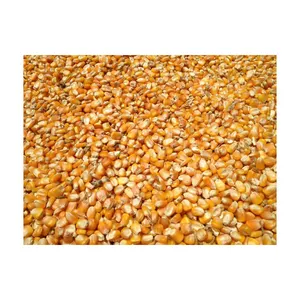 2024 nuevo maíz amarillo de cultivo para consumo humano y animal maíz amarillo para alimentación de aves de corral