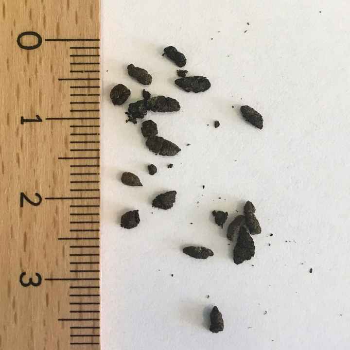 Bat Poop: High Quality Organic Fertilizer - Guano Bat Droppings