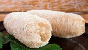 RAW NATURAL LOOFAH/ WHOLE LUFFA WITH MANY SIZES NO <b>BLEACH</b>, HARD and CHUBBY for KOREAN MARKET CHEAPEST PRICE in VIETNAM - Product Image 2