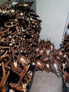 Wholesale Red <b>Deer</b> <b>Antlers</b> from Horse Source Red <b>Deer</b> <b>Antlers</b> <b>for</b> <b>Sale</b> - Product Image 2