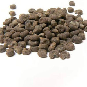 Fabricante de Aceite Esencial de Semilla de Ambrette 100% Puro de Alta Calidad al por Mayor, Aceite Esencial de Semilla de Ambrette 100% Puro y Natural en INDIA - Product Image 1