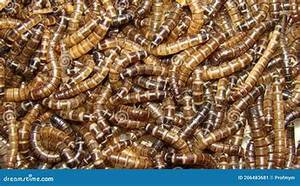 SUPLEMENTO INMUNE EN POLVO A BASE DE PLANTAS NATURAL TERMINALIA CATAPPA CON ETIQUETA LIMPIA - Product Image 5