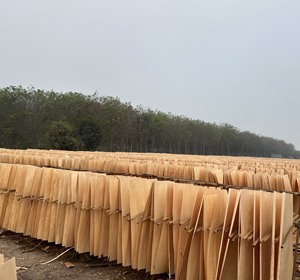 Vente en gros de bois de jeu de la plus haute qualité 1270x640 contreplaqué de caoutchouc: + 84338625625 - Product Image 5