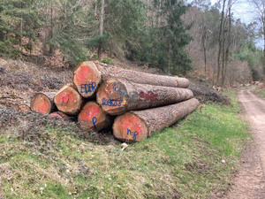 Grumes de sapin de Douglas pour lattes et panneaux Grumes de sapin de Douglas pour produits en bois haut de gamme Grumes de sapin de Douglas pour la menuiserie fine - Product Image 6