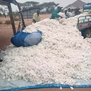 Algodón Crudo a Granel para Hilatura - Product Image 5