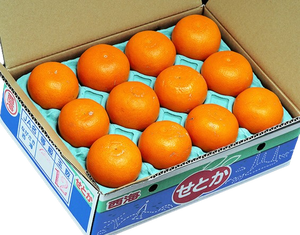 Jeruk segar Jepang Nishiumi setera jeruk buah