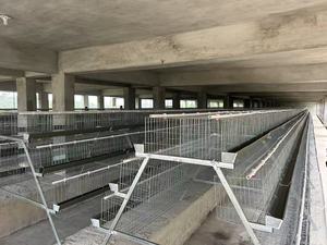 Jaula para Aves de Corral Galvanizada por Inmersión en Caliente de 3 Niveles, Fabricada en Fábrica, con Sistema Automático de Bebederos, Tipo A - Product Image 3