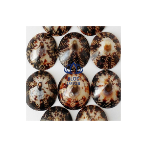 เปลือกหอยทะเลสำหรับตกแต่ง-หอยทาก Limpet จากเวียดนาม