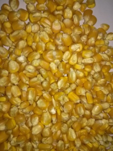 Maïs jaune séché naturel pour l'alimentation des volailles meilleure qualité disponible pour l'exportation - Product Image 4