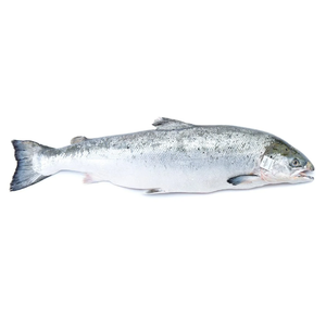 Salmón congelado de alta calidad Fabricante de pescado entero Entrega mundial Venta caliente Precio barato En stock para la venta - Product Image 5