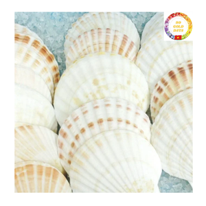 Conchas marinas de vieira blancas naturales de alta calidad, conchas artesanales hechas a mano para decoración del hogar, suministros para fiestas y restaurantes - Product Image 3