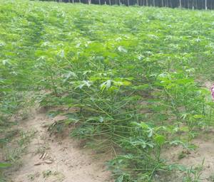 Amidon de tapioca de couleur de poudre blanche d'amidon de tapioca avec le poids 25kgs dans l'emballage de sac du Vietnam - Product Image 3