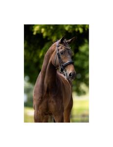 Brida de caballo efímera Weymouth Sheffield Productos Premium para caballos - Product Image 4