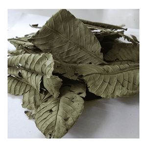 Hojas de Guayaba Secas Premium, Procesadas a partir de Material Vegetal Natural para Rellenar Bolsitas de Té, Vietnam - Product Image 4