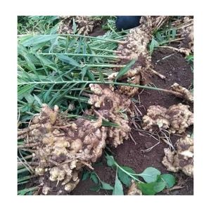 Jengibre Fresco de Alta Calidad de Vietnam, Jengibre Seco de Buena Calidad para Alimentos, Precios Competitivos de Exportación 0084392328745 Helen - Product Image 6