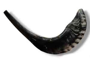 Shofar en corne de bélier poli tendance, artisanat naturel, corne d'animal finie, shofar à bas prix - Product Image 4