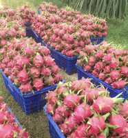 Premium Exportkwaliteit Natuurlijk Vers Drakenfruit Van Vietnam Voor Dessert-En Drankenfabrikanten