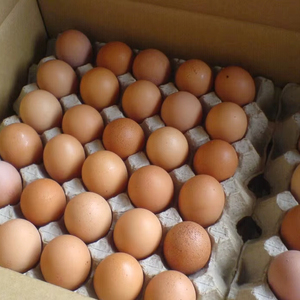 ไข่ไก่สดสีน้ำตาล/ไข่ไก่, ขายในราคาที่ดีที่สุด ไข่ไก่สดสีน้ำตาลจากฟาร์ม - Product Image 1