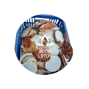 La concha de vieira seca colorida y a un precio razonable de Vietnam Blue Lotus Farm 2024 más vendida - Product Image 1