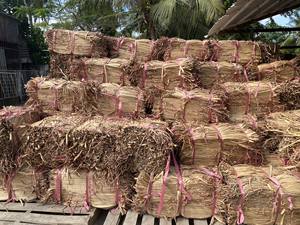 HYACINTHE D'EAU BRUTE SÉCHÉE GRANDE QUANTITÉ DE HAUTE QUALITÉ DE LOTUS BLEU VIETNAM / MS AMELIA + 84855014447 - Product Image 6