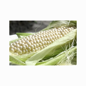Vente en gros de maïs blanc biologique de haute qualité de qualité supérieure hautement nutritif séché - Product Image 6