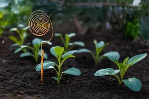 Elegantes estacas de jardín de cobre para bordes de jardín en espiral y protección de plantas para precio de venta de exportación - Product Image 4