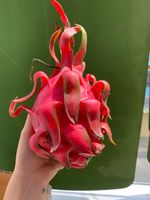Verse Draak Fruit Rode En Witte Draak Van Boerderij Oorsprong Vietnam Beste Prijs Voor Export Top Leverancier Verse Groenten En Fruit