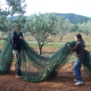 Nhựa <span class=keywords><strong>Olive</strong></span> <span class=keywords><strong>NET</strong></span> và trái cây thu hoạch lưới nông nghiệp <span class=keywords><strong>Olive</strong></span> <span class=keywords><strong>Net</strong></span> cho trái cây thu thập - Product Image 1