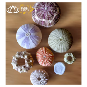 Cáscaras decorativas de erizo de mar de Vietnam para manualidades creativas, exhibiciones oceánicas y necesidades de estilo para el hogar - Product Image 1