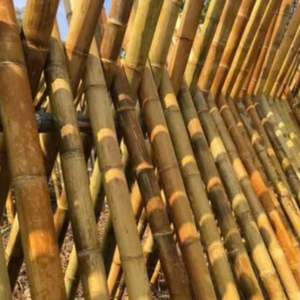 Estacas de Bambú Seco Duraderas para Viñedos, Agricultura, Soporte para Plantas de Tomate, Ecológicas y Naturales - Product Image 3