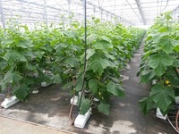 Serre horticultureuse hollandaise à simple travée de grande taille pour tomates, en PE, avec contrôle climatique automatisé et technologie hydroponique, pour usage commercial en Europe