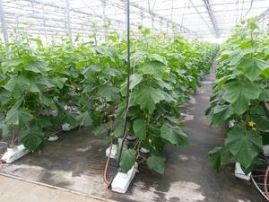 Invernadero Automatizado Europeo para Cultivo de Tomates Holandeses con Control Climático, Enrichamiento y Tecnología Hidropónica - Product Image 5