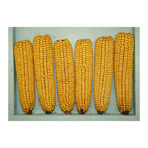 แห้งเกรด2ที่ไม่ใช่จีเอ็มโอสีเหลืองข้าวโพด/ข้าวโพด,Non GMO,เหมาะสำหรับมนุษย์การบริโภคและอาหารสัตว์,กำเนิด - Product Image 3