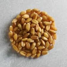 Grano de Trigo 100% Natural de Origen Hindú de Alta Calidad, Suministro a Granel para Exportación, 500 MT por Mes - Product Image 2