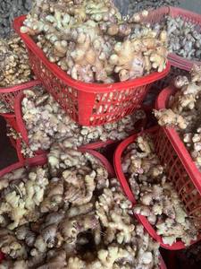 Strong flavor fresh ginger in <b>mesh</b> <b>bag</b> or carton packing suitable for export food production and fresh vegetable distribution - Product Image 6