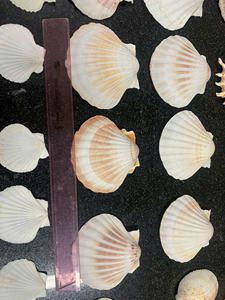 Maison et aliments décoration artisanat coquillage poli naturel coquille de mer fabriqué au Vietnam emballage OEM - Product Image 2