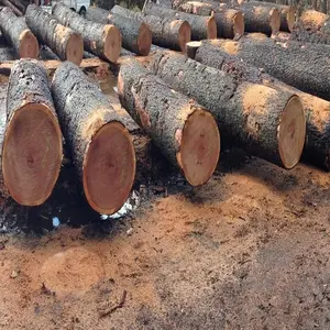Preço barato Beech Logs Para Venda Em A Baixo Custo.