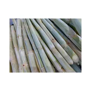 Fresh Sugarcane Frozen for Exporting High Quality And Best Price For Making Sugarcane Juice