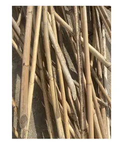 Dried Straight Polished Manau Rattan Bamboo cane/pole/stick for sale origin from Vietnam