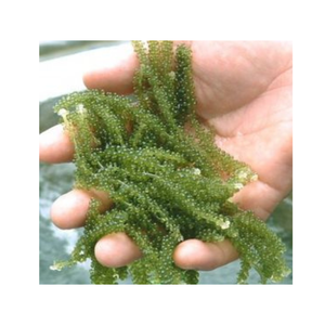 Vente en gros de raisins de mer caviar vert séché aux algues texture croustillante parfaite pour la salade meilleur prix du Vietnam - Product Image 5