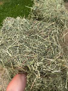 Heno de Alfalfa Natural Curado al Sol para Ganado Lechero y Caballos, Pacas de Heno de Alfalfa 100% Natural para Alimentación Animal - Product Image 4