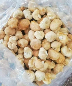Fabricantes Suministran Hongos Hericium Erinaceus Secos Cultivados Artificialmente de 3-10 cm - Product Image 2